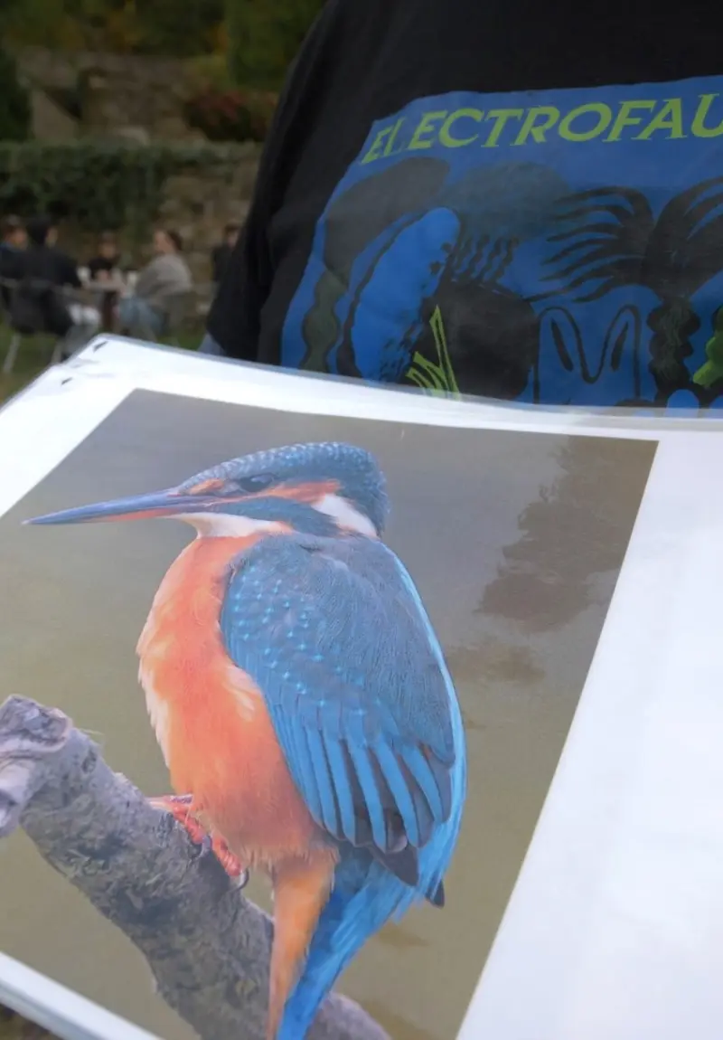 electrofauna_3 Correvaidille - Xestión e catalización cultural, comunicación creativa, organización de eventos e dinamización sociocultural - Electrofauna